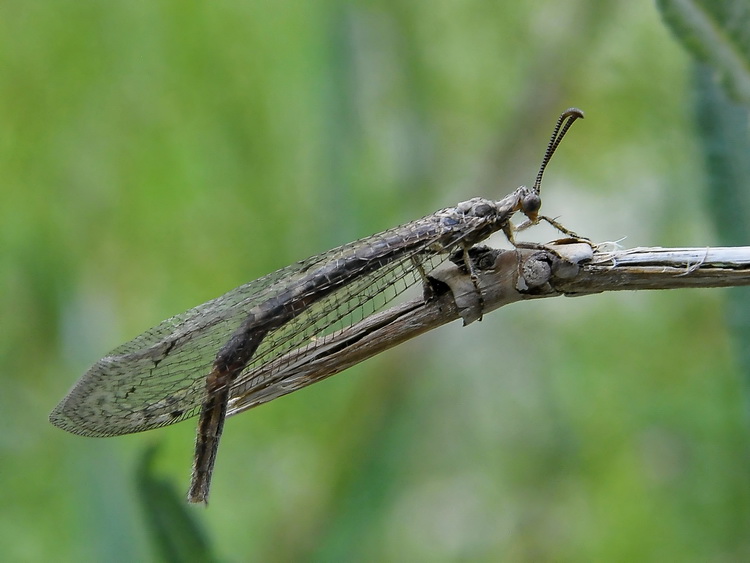 Neuroleon ocreatus - Formicaleone